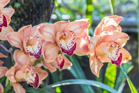 Amazing  Orchids flowers arrangement with green nature background. Orchids are amazing flowers and also elegant.の写真素材