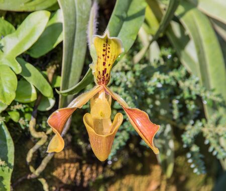 Amazing  slipper orchid flowers arrangement with green nature background. Slipper Orchids are amazing flowers and also elegant.の写真素材