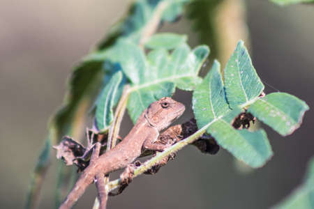 Veiled Chameleon on plant against green background/Yemen Chameleon/Veiled Chameleon (Chamaeleo Calyptratus)の写真素材