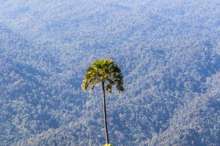 A single tree left in a deforested landscape on a hillの写真素材