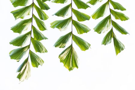 Green leaf pattern on the surface on white backgroundの写真素材