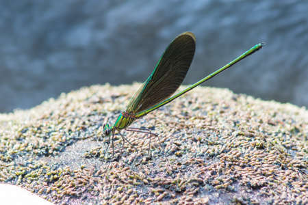 Beautiful nature scene Close up or Macro picture of dragonfly on stone in the nature.の写真素材
