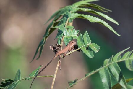 Veiled Chameleon on plant against green background/Yemen Chameleon/Veiled Chameleon (Chamaeleo...