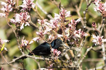 Back bird phylloscopus on wildflowers full bloom in nature on Phu Luang Wildlife Sanctuaryの写真素材