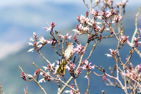 Small bird phylloscopus on wildflowers full bloom in nature on Phu Luang Wildlife Sanctuaryの写真素材