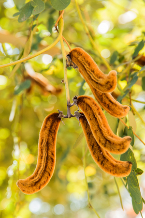 nettles brown pods with on nature background (Mucuna pruriens).の写真素材