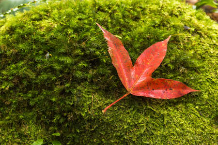 Autumn creek  with yellow maple trees and foliage on rocks in forest with tree branches at Phu Luang Wildlife Sanctuary in Loei, Thailandの写真素材