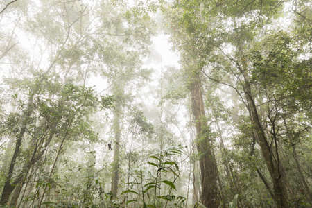 green trees with fog background in forestの写真素材