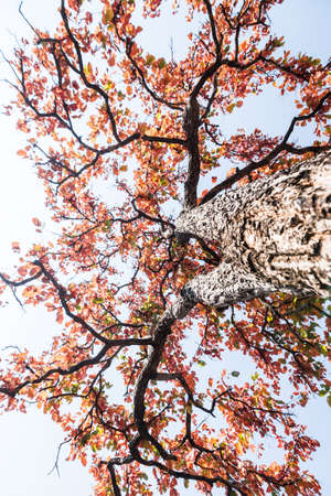 Multi-colored trees and autumn sun shining in the clear blue sky. A vivid and greatly varied display of fall foliage, Thailandの写真素材