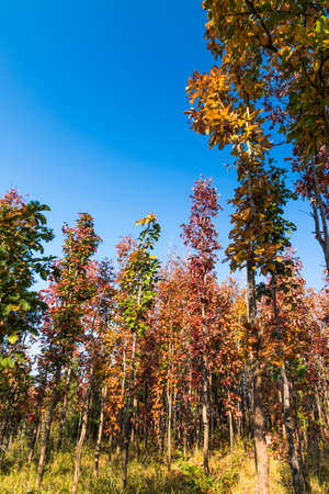 Multi-colored trees and autumn sun shining in the clear blue sky. A vivid and greatly varied display of fall foliage, Thailandの写真素材