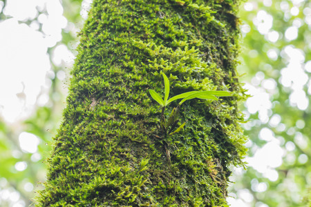 fern on Phu Luang Wildlife Sanctuary in Loei, Thailandの写真素材