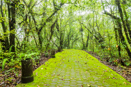 fern on Phu Luang Wildlife Sanctuary in Loei, Thailandの写真素材