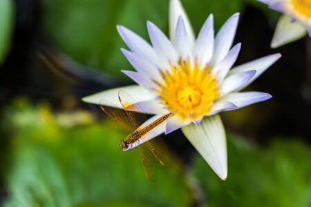 dragonfly on beautiful white lotus flowers or waterlily in pond.の写真素材