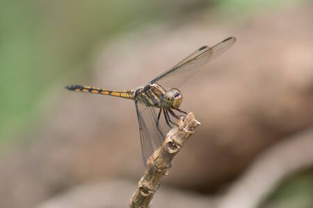 yellow dragonfly sits on the grass with a brown backgroundの写真素材