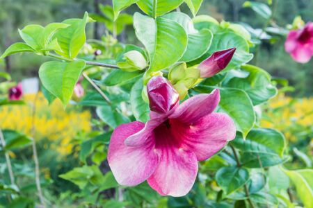 purple flower in nature on natural backgroundの写真素材