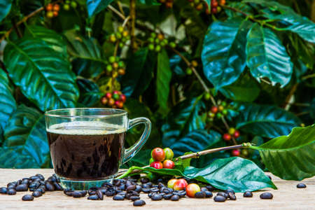 Cup of coffee and coffee beans in burlap sack on nature  backgroundの写真素材