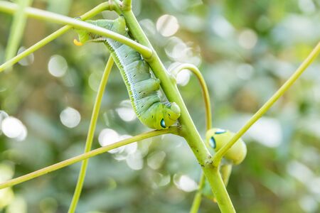 Big green worm on tree, Giant green worm on tree and the leaves have a blurred background.の写真素材