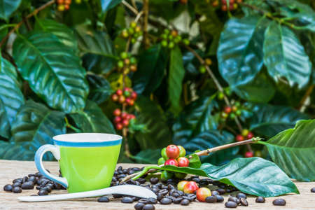 Green cup of coffee and coffee beans in burlap sack on nature  backgroundの写真素材