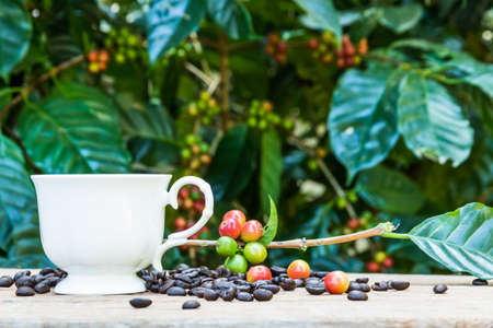 While cup of coffee and coffee beans in burlap sack on nature  backgroundの写真素材