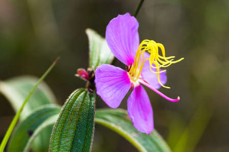 purple flower in nature on natural backgroundの写真素材