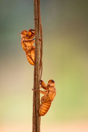 Macro Cicada stain on the tree in blur background with sunlight.Photo select focus.の写真素材