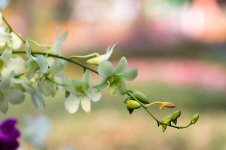 Vibrant white  Orchid flowers in a park in Loei Provice,Thailand.の写真素材