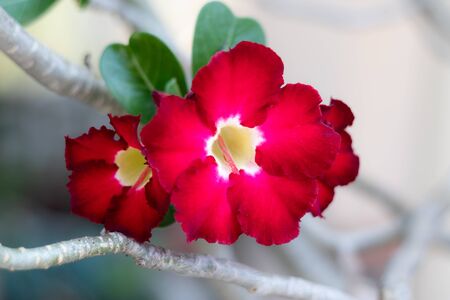 Azalea flowers (Adenium obesum,Desert rose, Mock Azalea, Pinkbignonia, Impala lily) are a colorful species of flowers.の写真素材