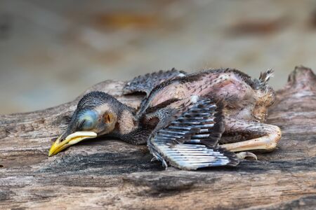 Dead baby birds in nature on wood. A bird who is fallen out of his nest.の写真素材