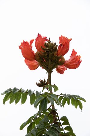 Orange flower on white backgroundの写真素材