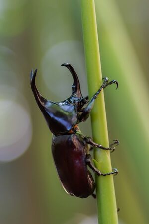 Stag beetle isolated on green nature background.の写真素材