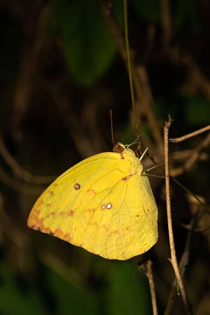 yellow butterfly in forest. colorful of butterfly on tree in garden.Masses of butterfly on blurred background.Season of butterfly in national park of Thailand.の写真素材