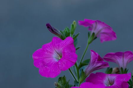 petunia flowers in the garden. Best petunias to grow , petunia happy tree friendsの写真素材