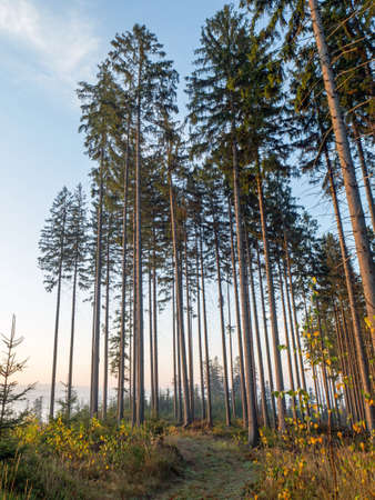 the Norway spruce or European spruce, is a species of spruce native to Northern, Central and Eastern Europe.の写真素材