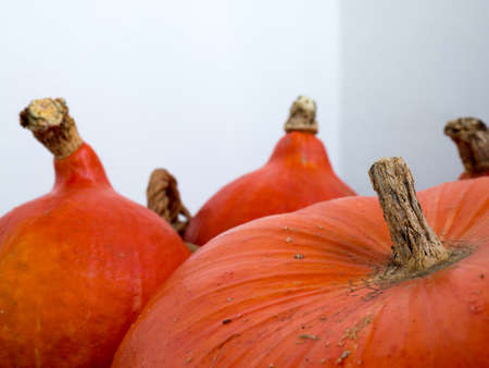 Pumpkin, Cucurbita is a genus of herbaceous vines in the gourd family, Cucurbitaceae, also known as cucurbits, native to the Andes and Mesoamericaの写真素材
