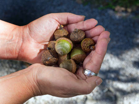 ripe acorns in a handful, folded handsの写真素材