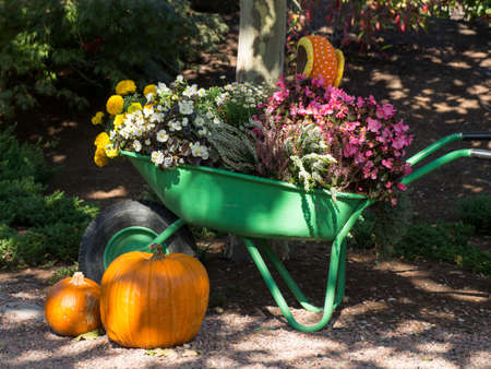 Pumpkin, Cucurbita is a genus of herbaceous vines in the gourd family, Cucurbitaceae, also known as cucurbits, native to the Andes and Mesoamericaの写真素材