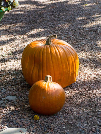 Pumpkin, Cucurbita is a genus of herbaceous vines in the gourd family, Cucurbitaceae, also known as cucurbits, native to the Andes and Mesoamericaの写真素材