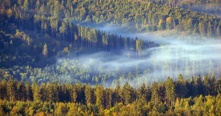 Spruce, mountain forest in the morning mist, Silesian Beskid, Polandの写真素材