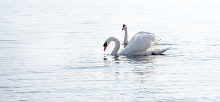 two swans floating on the lake, the mute swan, Cygnus Olor,  is a species of swan and a member of...