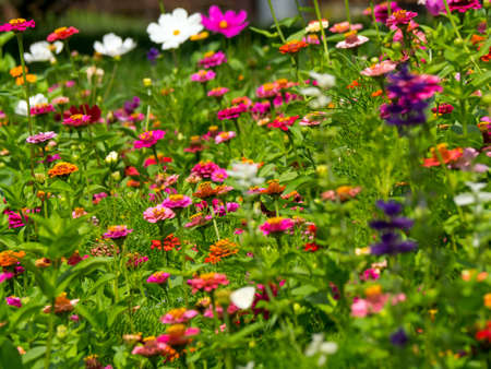Summer meadow with colorful flowers. Summer meadow full of wildflowersの写真素材