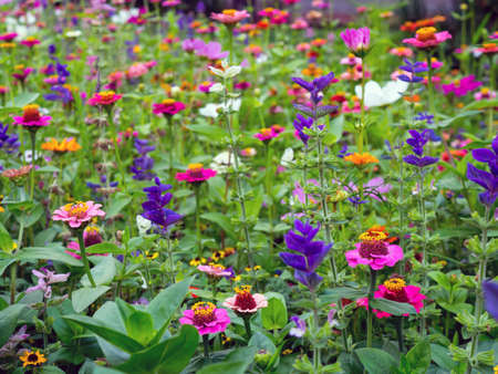 Summer meadow with colorful flowers. Summer meadow full of wildflowersの写真素材