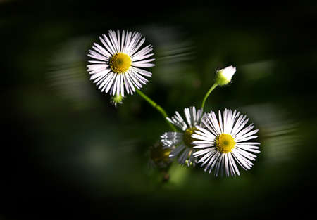 Bellis perennis is a common European species of daisy, of the Asteraceae family, often considered...