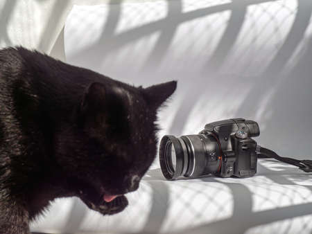 digital single lens reflex camera and domestic black cat on whiteの写真素材