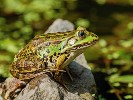 edible, common or water frog, pelophylax esculentus in a natural aquatic environmentの写真素材