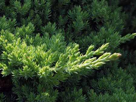 Juniperus procumbens is a species of shrub in the cypress family Cupressaceae, native to Japan.