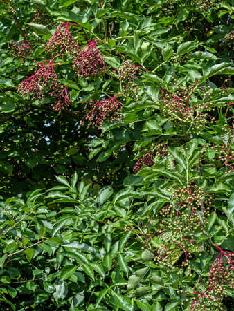 Sambucus nigra is a species complex of flowering plants in the family Adoxaceae native to most of...