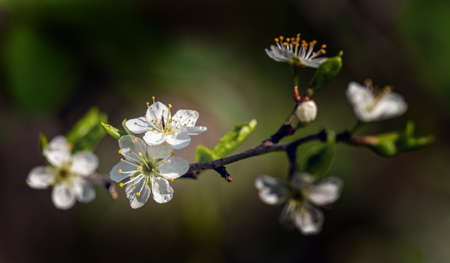 Flowering wild mirabelle, Prunus cerasifera, in spring