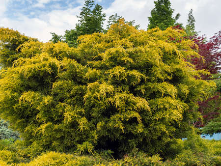 Juniper Gold Star. Junipers are coniferous trees and shrubs in the genus Juniperus of the cypress family Cupressaceae.の写真素材