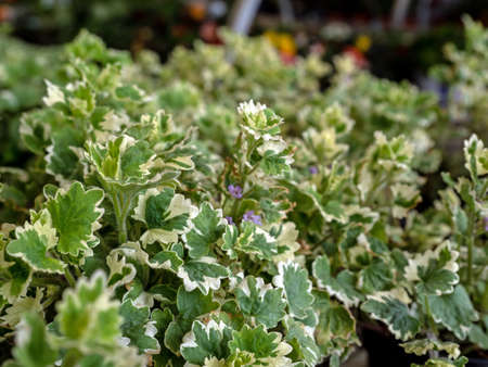 Glechoma hederacea, also commonly called ground-ivy, gill-over-the-ground, creeping charlie, alehoof, tunhoof, catsfoot, field balm, and run-away-robin, a plant species belonging to the Lamiaceae family. It occurs all over Europe,の写真素材