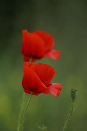 flovers of papaver, genus of 70の写真素材